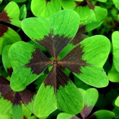 后宫甄嬛传橙光游戏下载